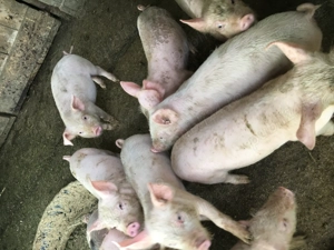 Purcei de 9 săptămâni  - imagine 2