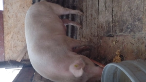 Porci de carne crescut natural 