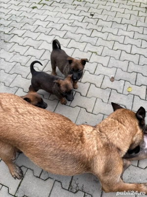 catei malinois