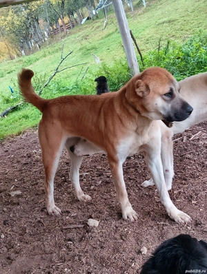 femela de kangal - imagine 2 femela de kangal - imagine 2
