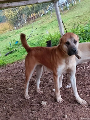 femela de kangal - imagine 4 femela de kangal - imagine 4