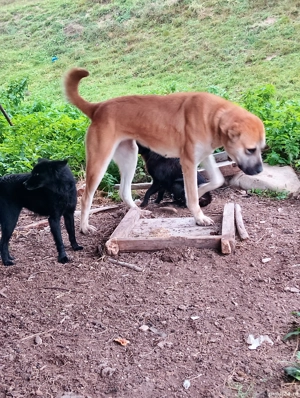 femela de kangal - imagine 3 femela de kangal - imagine 3