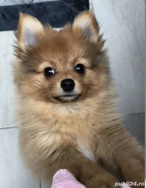 Pomeranian Spitz - imagine 2 Pomeranian Spitz - imagine 2