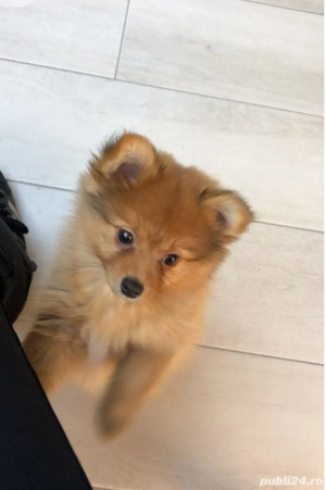 Pomeranian Spitz - imagine 3 Pomeranian Spitz - imagine 3
