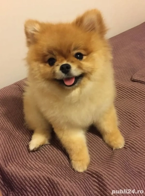 Pomeranian Spitz