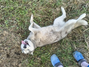 Vând husky femela - imagine 4