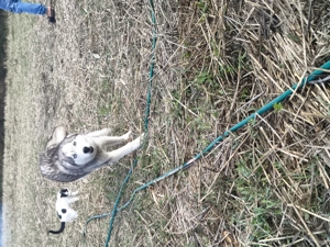 Vând husky femela - imagine 3