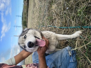 Vând husky femela - imagine 2