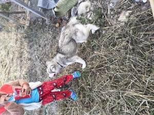 Vând husky femela - imagine 5