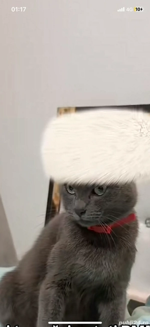 dau spre adoptie pisica