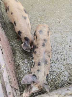 vând purcei crescuți natural  - imagine 2