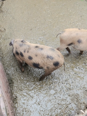 vând purcei crescuți natural  - imagine 3