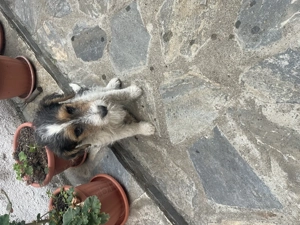 fox terrier  - imagine 3