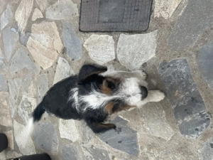 fox terrier  - imagine 2