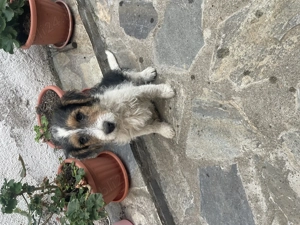 fox terrier  - imagine 5