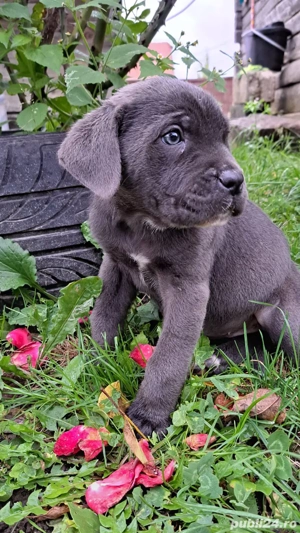 Catei cane corso - imagine 2 Catei cane corso - imagine 2