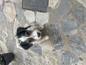 fox terrier  - imagine 7