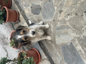 fox terrier  - imagine 10