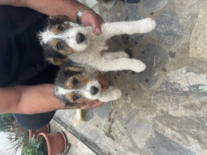 fox terrier  - imagine 6