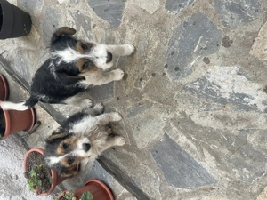 fox terrier  - imagine 8