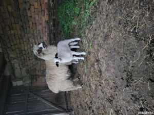 Vand oaie cu miel - imagine 2