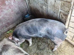 Purcea de vânzare - imagine 2 Purcea de vânzare - imagine 2