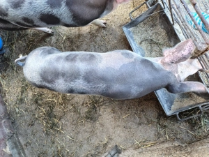 Purcea de vânzare - imagine 3 Purcea de vânzare - imagine 3