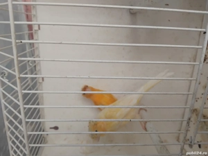 papagali și păsări de colivie  - imagine 2