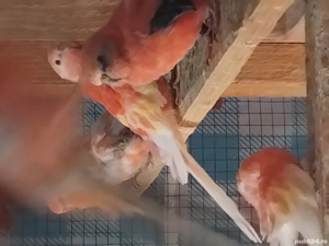 papagali și păsări de colivie 