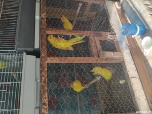 papagali și păsări de colivie  - imagine 5