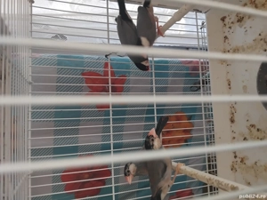 papagali și păsări de colivie  - imagine 4