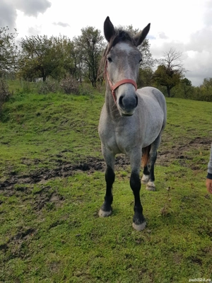 Manza sură de vânzare  - imagine 3 Manza sură de vânzare  - imagine 3