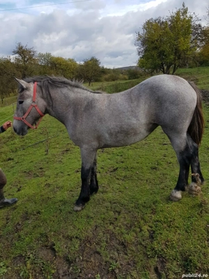 Manza sură de vânzare