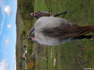 Manza sură de vânzare  - imagine 4 Manza sură de vânzare  - imagine 4