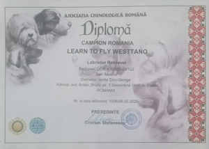 Labrador ciocolatiu campion Romania - imagine 10