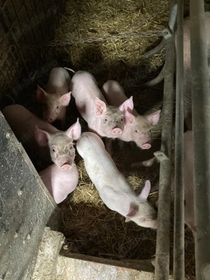 Vând purcei, 8 săptămani - 300 lei bucată