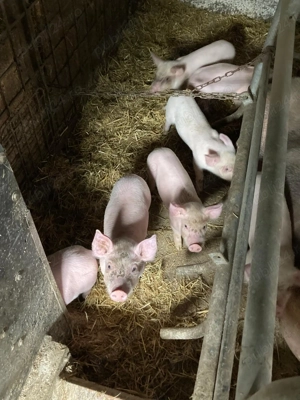 Vând purcei, 8 săptămani - 300 lei bucată - imagine 2