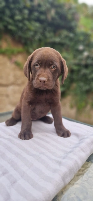 Labrador ciocolatiu și negru