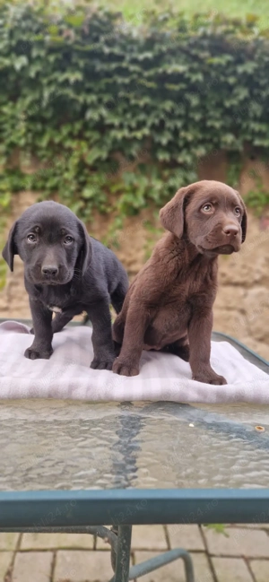 Labrador negru si ciocolatiu 8 saptamani  - imagine 4
