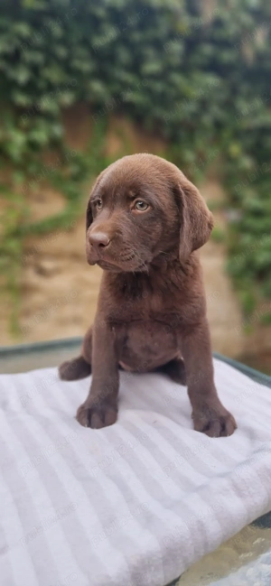 Labrador negru si ciocolatiu 8 saptamani