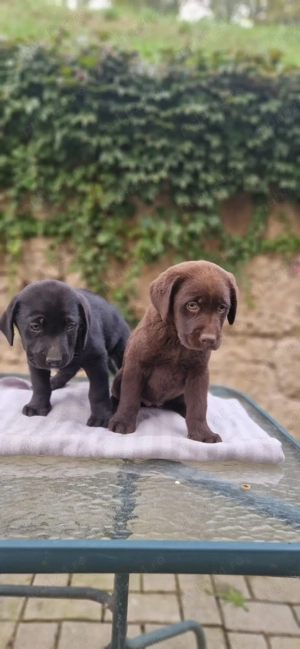 Labrador negru si ciocolatiu 8 saptamani  - imagine 2