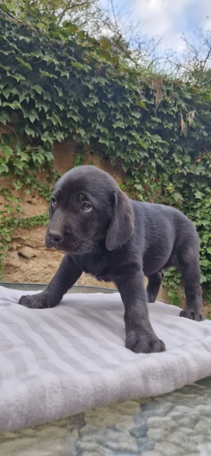 Labrador ciocolatiu și negru  - imagine 4