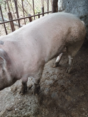 Proc de carne de vanzare