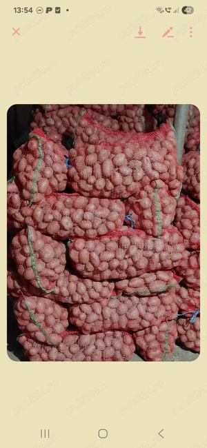 Cartofi de vanzare consum si sâmânta  - imagine 2