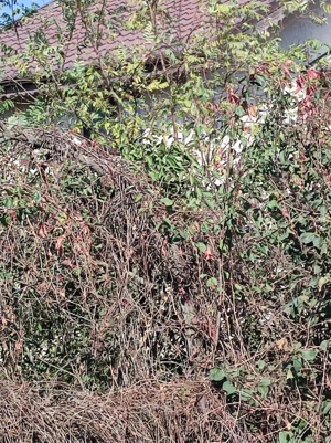 Teren constructii, Satul Posta, Cernica , judetul Ilfov - imagine 3