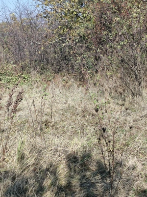 Teren constructii, Satul Posta, Cernica , judetul Ilfov - imagine 10