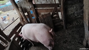 purcea de vanzare  - imagine 3