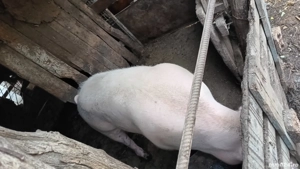 purcea de vanzare  - imagine 2