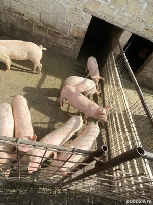 vand purcei de 11saptamani !