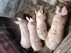 Vând porci pietrain 